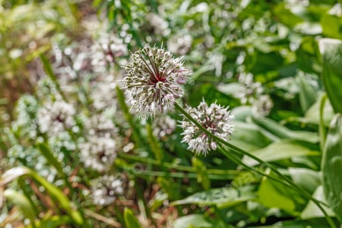 Preview: Allium Ochotense In The Spring Garden. Allium Ochotense Is A Primarily East Asian Species Of Wild