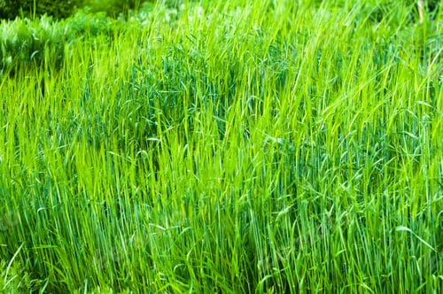 Preview: Spring Or Summer Natural Abstract Background With Grass In The Garden