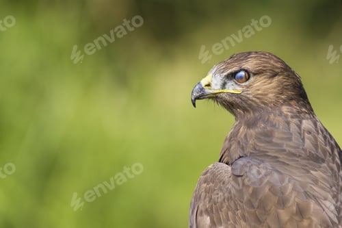 Preview: Wild Bird. Portrait Bird Of Prey. Bird: Common Buzzard. Buteo Buteo. Green Nature Background.