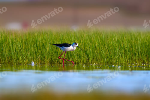 Preview: Cute Bird And Nature. Colorful Nature Background. Bird: Black Winged Stilt