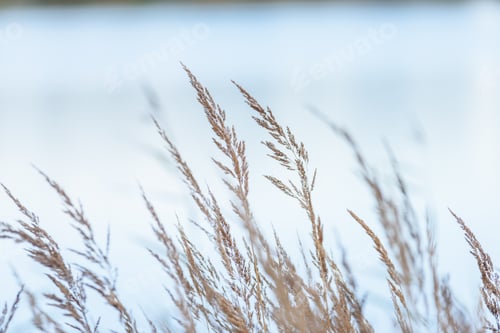 Preview: Autumn Colored Grass On The Shore Of Lake In Overcast Day
