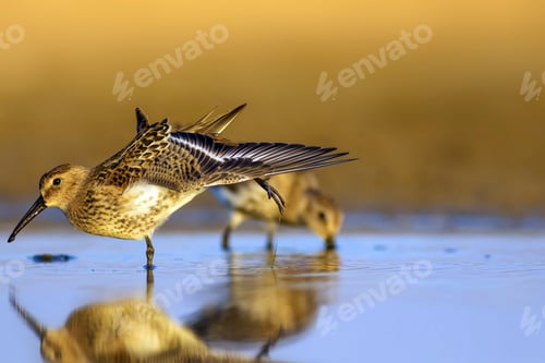 Preview: Coastal Bird. Colorful Nature Background. Common Water Bird: Curlew Sandpiper.