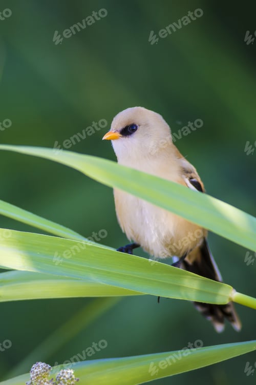 Preview: Cute Bird. Green Nature Background. Bearded Reedling / Panurus Biarmicus
