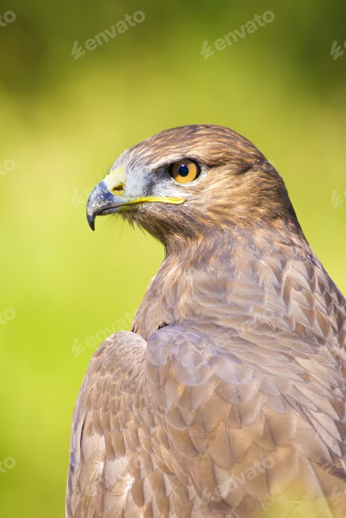Preview: Bird Of Prey. Buzzard Portrait. Green Nature Background. Bird: Long Legged Buzzard. Buteo Rufinus.