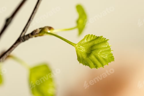 Preview: Fresh Green Birch Tree Leaves And Branches Blooming In Spring With Nice Blur Background
