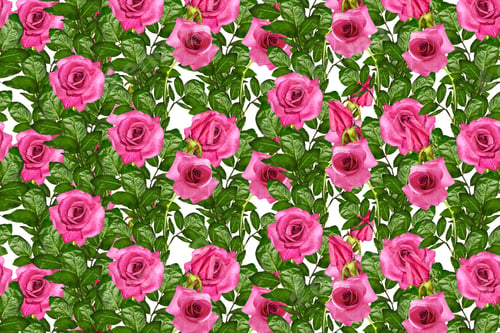 Preview: The Buds Of Flowers Roses. Holiday Card. Floral Background Of Roses.