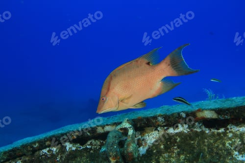 Preview: Hogfish