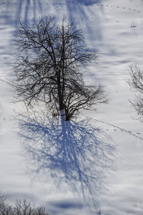 Preview: Amazing Winter Scene With Tree And Footprints, Armenia