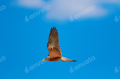 Preview: Flying Lesser Kestrel. Blue Sky Background. Lesser Kestrel / Falco Naumanni
