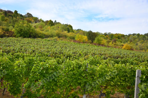 Preview: Royal Organic Vineyards Vineyard King Aleksandar Topola Serbia