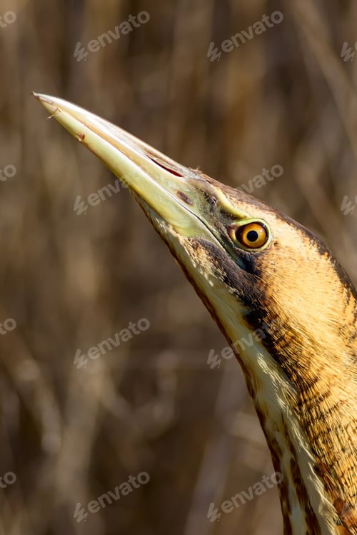 Preview: Nature And Bird. Bird: Eurasian Bittern. Botaurus Stellaris. Yellow Brown Habitat Background.