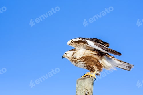 Preview: Bird Of Prey. Blue Sky Background.