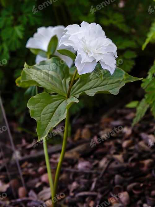 Preview: White Flower Of Trillium Grandiflorum, Sort Flore Pleno