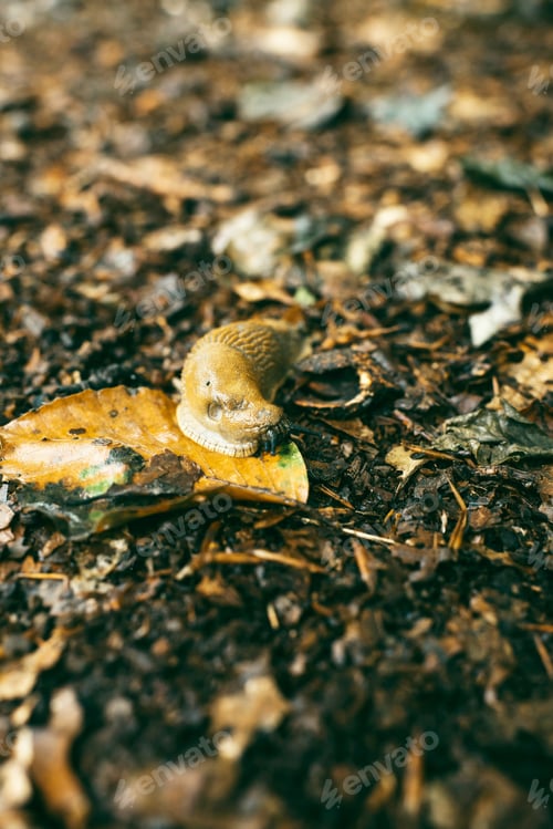Preview: Close-Up Of Slug On Forest Ground Covered In Leaves.