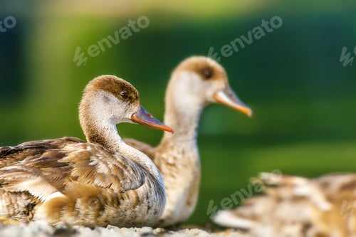 Preview: Resting Ducks. Nature Background. Common Duck: Red Crested Pochard.