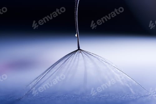 Preview: Macro, Abstract Composition With Dandelion Seed
