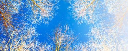 Preview: Frozen Winter Forest With Snow Covered Trees. Birch On A Background Of Blue Sky.