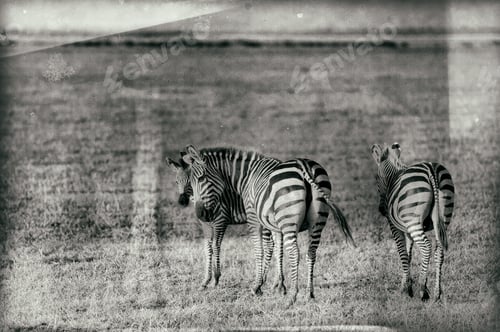 Preview: Vintage Style Black And White Image Of Zebras In The Serengeti National Park, Tanzania