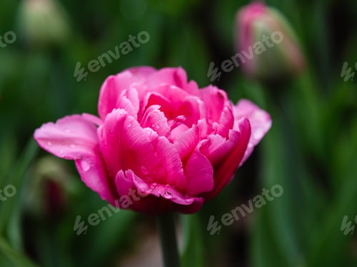 Preview: Purple Flower Of Tulip Sort Britt. Hybrids Of Tulips - A Beautiful Spring Bulbs. Growing Bulbous