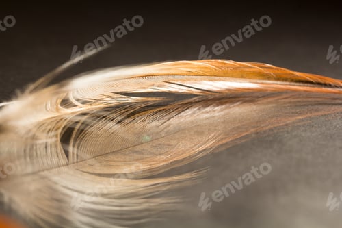 Preview: Colorful Rooster Feather With Details And Reflexions