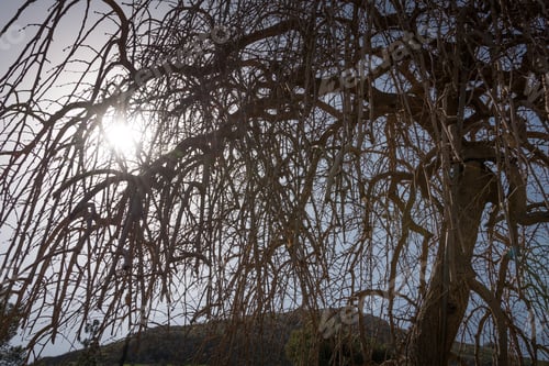 Preview: Japanese Garden At Kibbutz Hephzibah In Israel