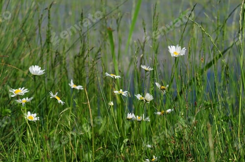 Preview: Daisy Flowers Blooming On The Lakeshore