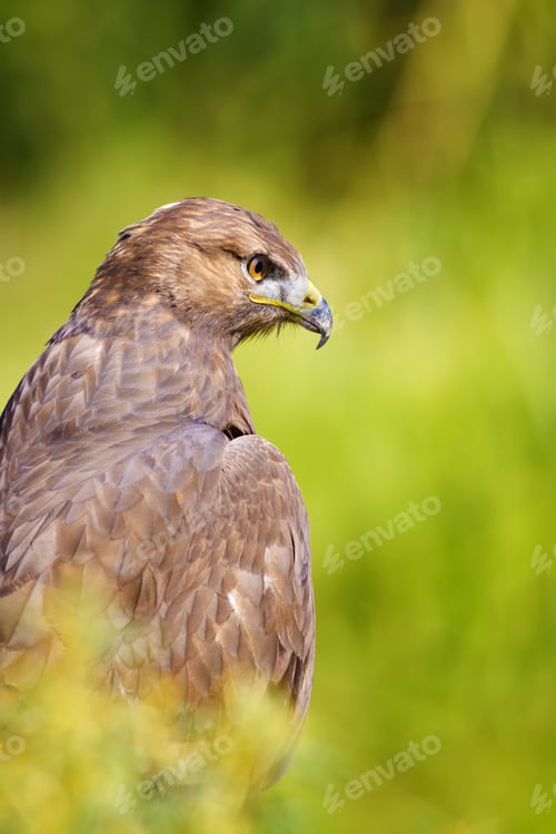 Preview: Bird Of Prey. Buzzard Portrait. Green Nature Background.