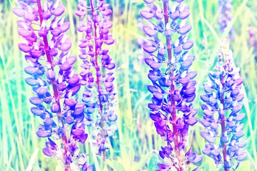 Preview: Summer Landscape With Beautiful Bright Lupine Flowers