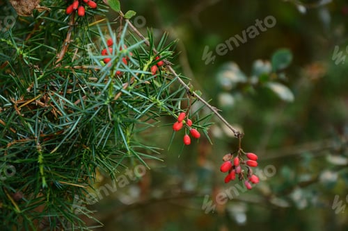 Preview: European Barberry And Conifer Branches
