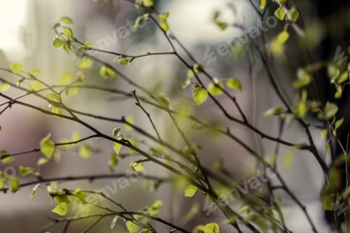 Preview: Fresh Green Birch Tree Leaves And Branches Blooming In Spring With Nice Blur Background