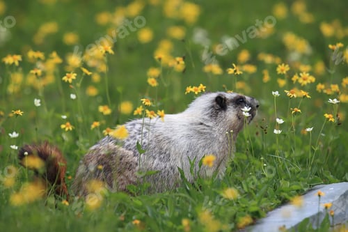 Preview: Hoary Marmot Marmota Caligata Logan Pass Glacier Nationalpark Montana Usa