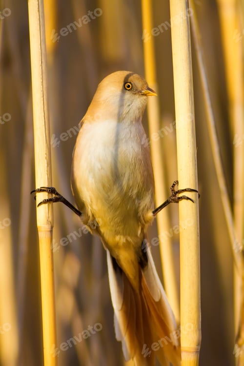 Preview: Funny Bird. Yellow Nature Background. Bearded Reedling / Panurus Biarmicus