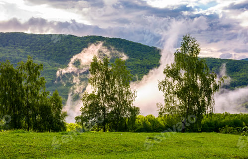 Preview: Fog Rising Behind The Forest On A Hillside. Beautiful Scenery In Mountainous Area At Sunrise
