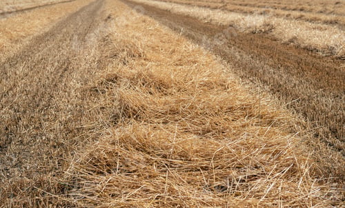 Preview: Straw Collected In Long Ridges On A Large Stubble Field After The Harvest Of The Wheat. It Is A