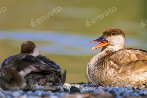 Preview: Cute Duck. Colorful Nature Background. Bird: Red Crested Pochard.