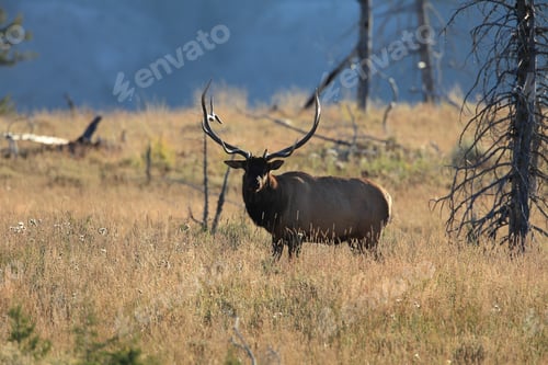 Preview: Elk (Wapiti), Cervus Elephas, Yellowstone National Park, Wyoming, United States