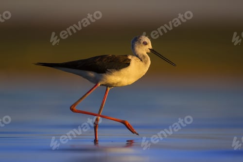 Preview: Water Bird. Colorful Nature Background. Bird: Black Winged Stilt. Himantopus Himantopus.