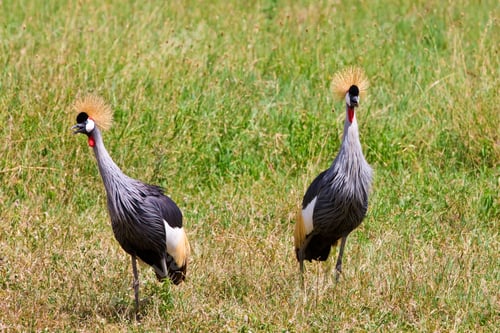Preview: Two Black Crowned Cranes In Ngorongoro Crater In Tanzania
