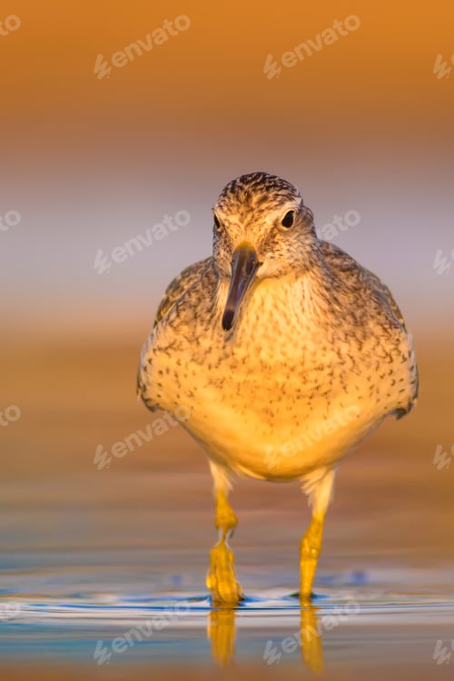 Preview: Cute Water Bird. Yellow Nature Background.