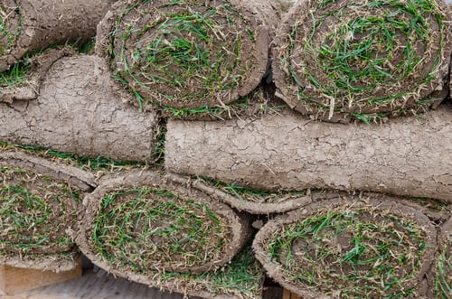 Preview: Gardener Applying Turf Rolls, Grass Rolls Ready For Installing