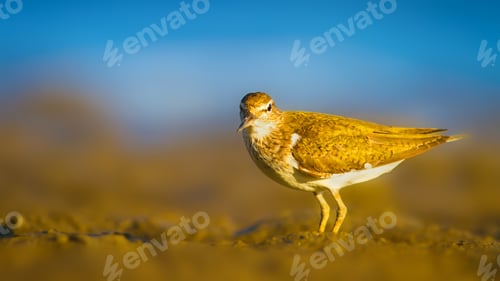 Preview: Cute Bird Sandpiper. Blue Sea And Yellow Sand Nature Background. Sandpiper Actitis Hypoleucos