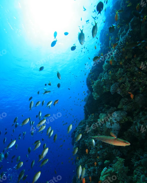 Preview: Beautiful Coral Reef