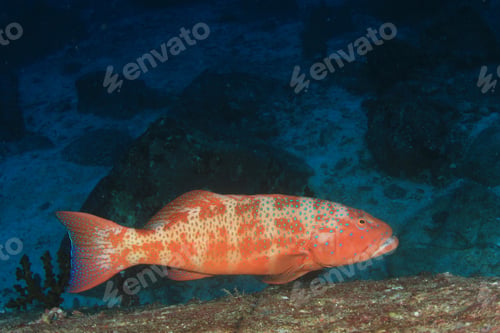 Preview: Grouper Fish