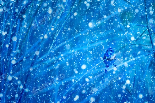 Preview: Winter Season And Birds. Falling Snow. Blue Nature Background. Bluethroat.