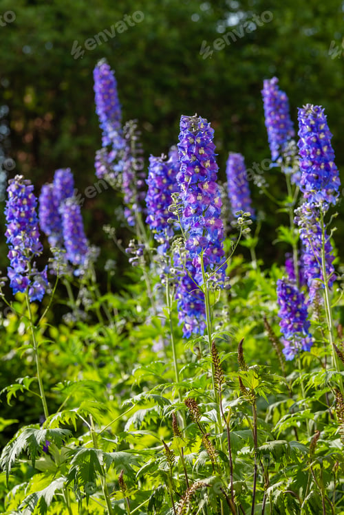 Preview: Beautiful Delphiniums Blooming In The Garden.
