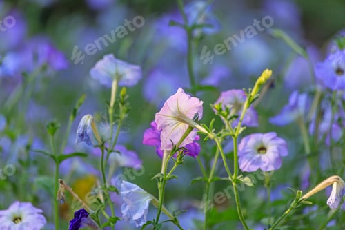 Preview: Beautiful Blue Petunia In The Flowerbed In The Garden