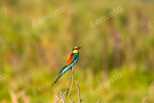 Preview: Colorful Bird. European Bee Eater. Green Nature Background.