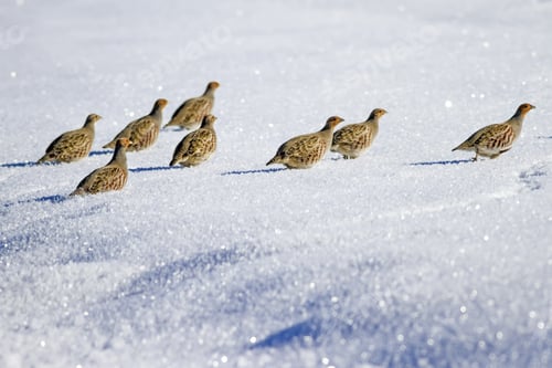 Preview: Partridges. Winter Nature Background. Grey Partridge. Perdix Perdix.