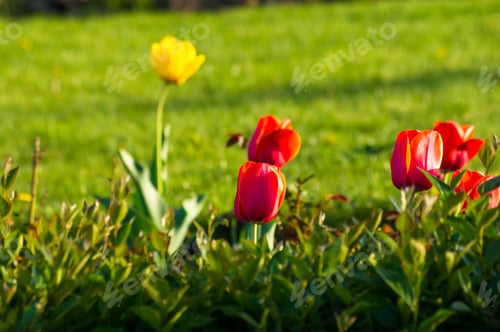 Preview: Colorful Tulips In Early Spring In The Garden