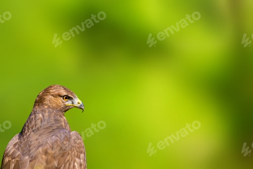 Preview: Bird Portait. Bird Of Prey. Green Natural Background.. Isolated Bird.